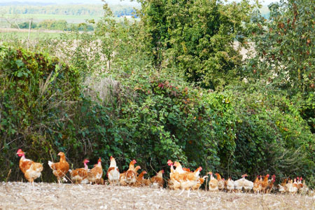 EARL Marquet : La ferme