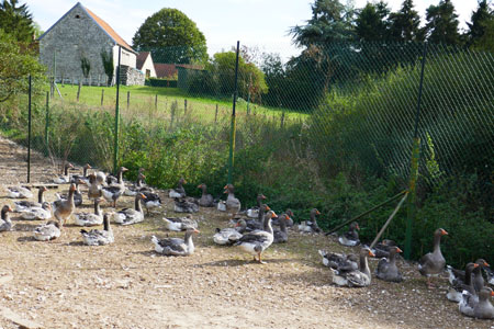 EARL Marquet : La ferme