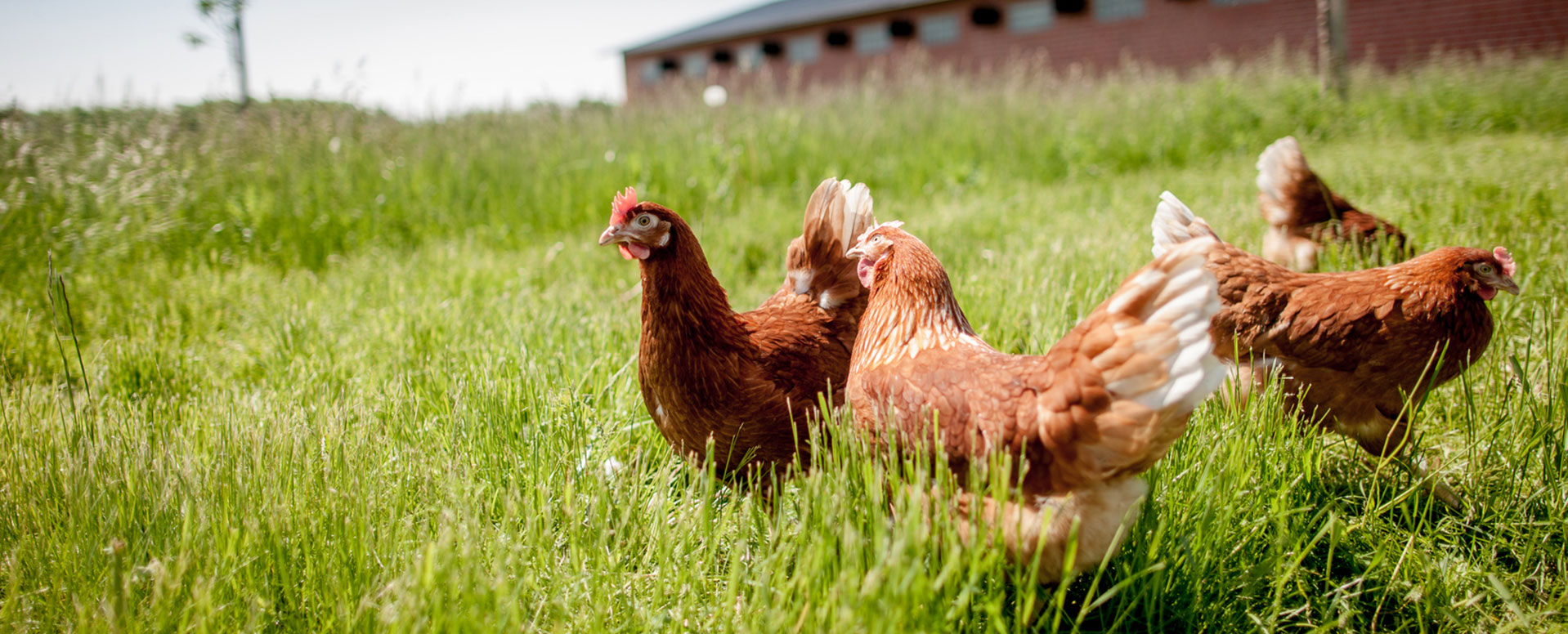 Vente de volailles fermières dans l'Aisne